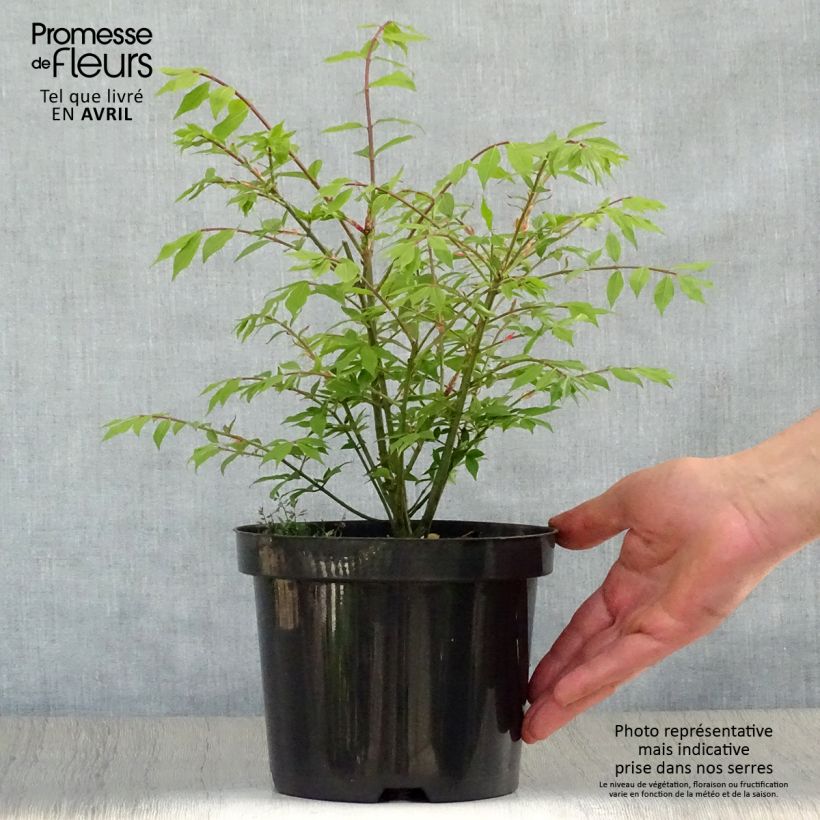 Exemplar von Euonymus alatus Compactus - Pfaffenhütchen Topf mit 2L/3L wie im Frühjahr geliefert