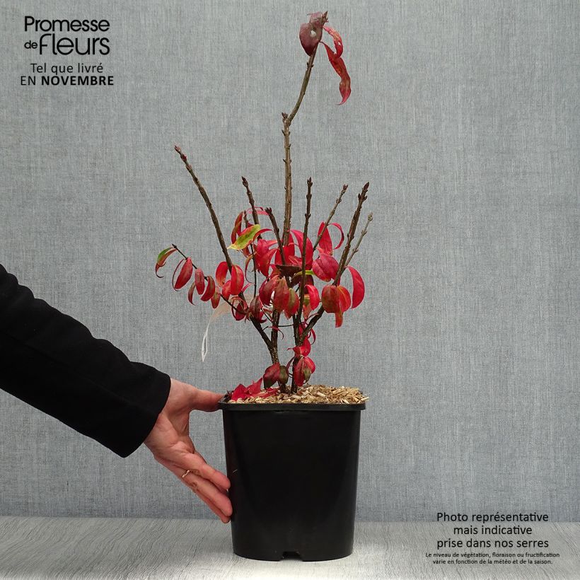 Example of Euonymus alatus Compactus - Pfaffenhütchen Topf mit 4L/5L as you get in automne