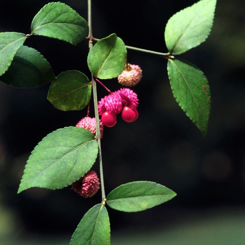 Euonymus americanus - Pfaffenhütchen (Foliage)