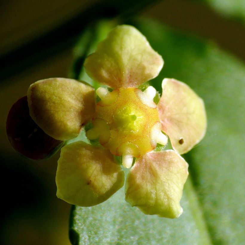 Euonymus americanus - Pfaffenhütchen (Flowering)