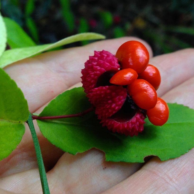 Euonymus americanus - Pfaffenhütchen (Harvest)