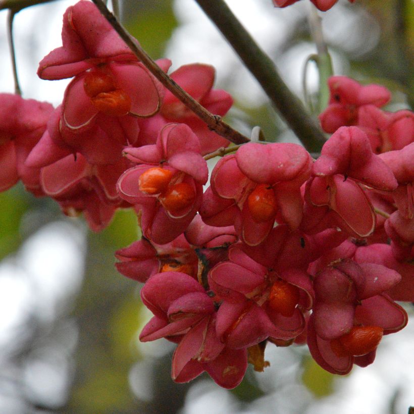 Euonymus europaeus - Pfaffenhütchen (Harvest)