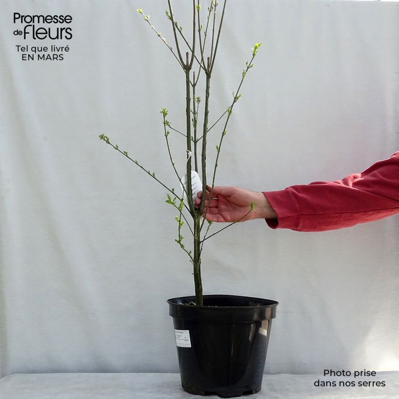 Exemplar von Euonymus europaeus - Pfaffenhütchen Topf mit 7,5L/10L wie im Winter geliefert