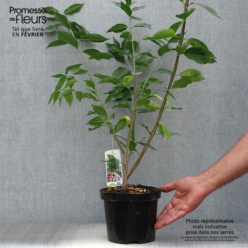 Example of Euonymus europaeus - Pfaffenhütchen Topf mit 2L/3L as you get in automne
