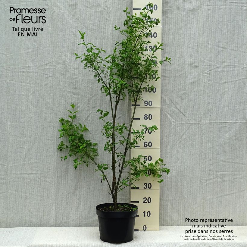 Example of Euonymus europaeus - Pfaffenhütchen Topf mit 7,5L/10L as you get in ete