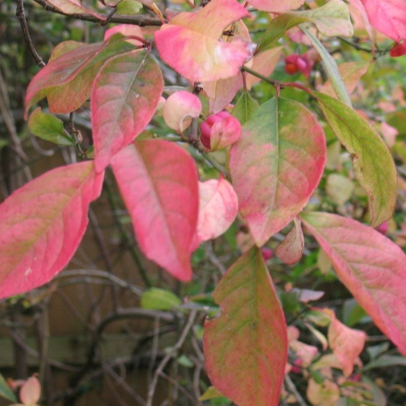 Pfaffenhütchen Red Cascade - Euonymus europaeus (Foliage)