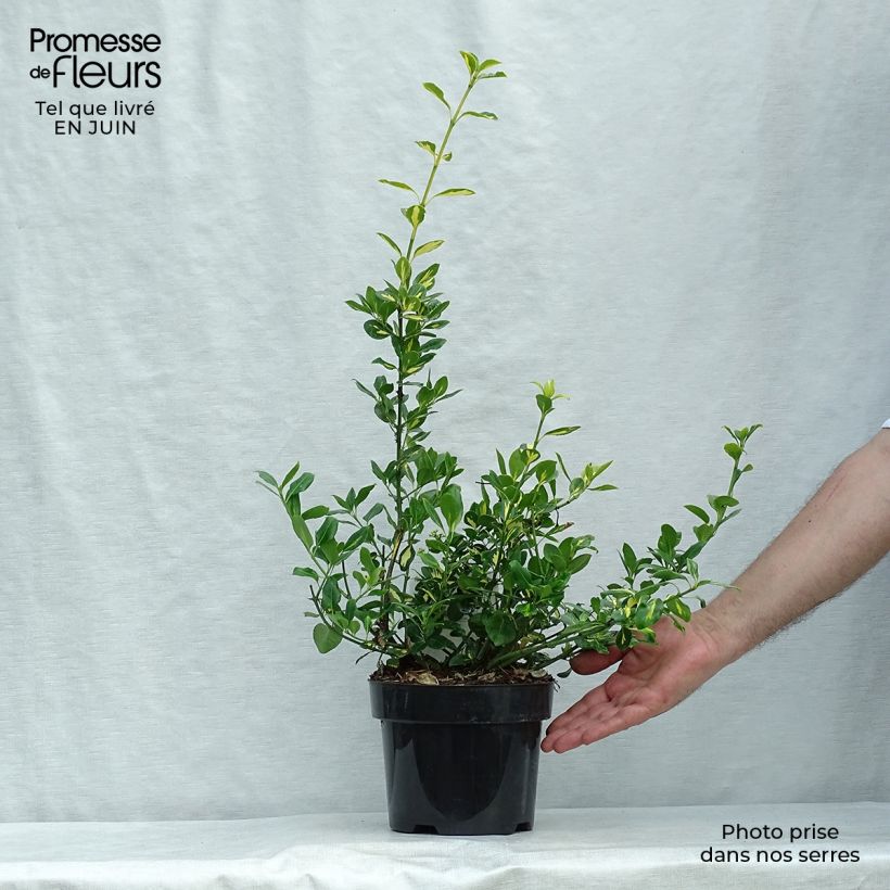 Exemplar von Spindelstrauch Blondy - Euonymus fortunei Topf mit 2L/3L wie im Sommer geliefert