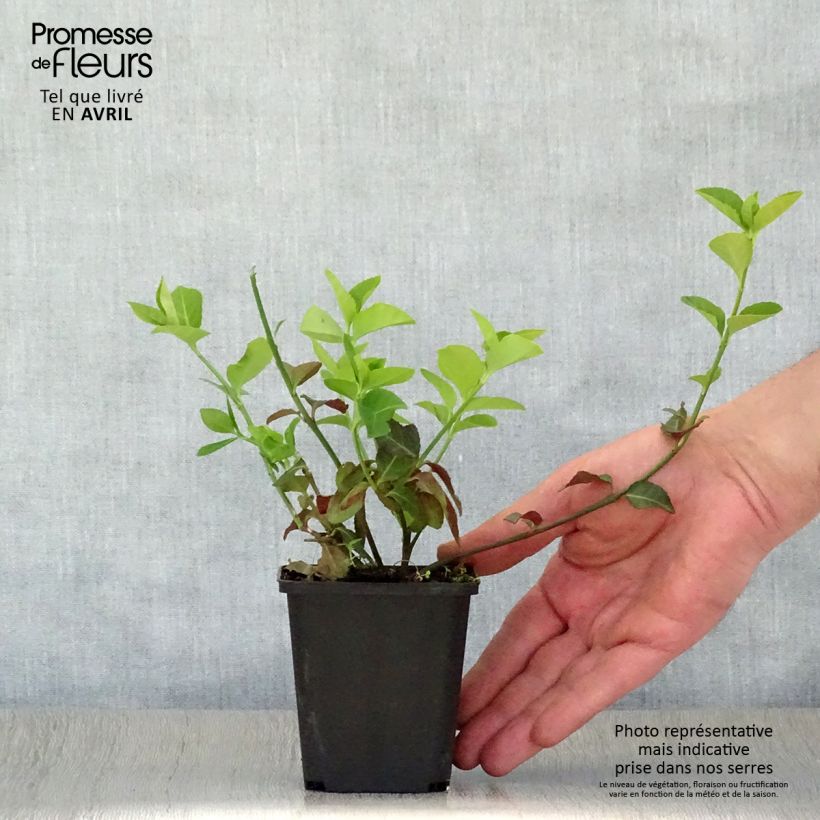 Exemplar von Spindelstrauch Coloratus - Euonymus fortunei Kleine Töpfe von 8/9 cm wie im Frühjahr geliefert