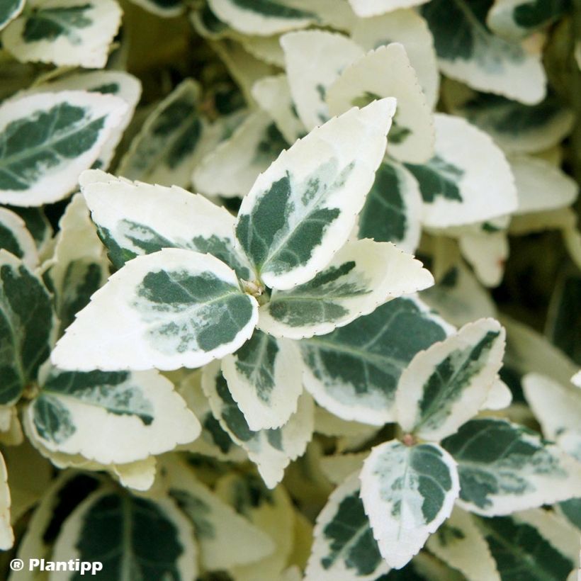 Spindelstrauch Dan's Delight - Euonymus fortunei (Foliage)