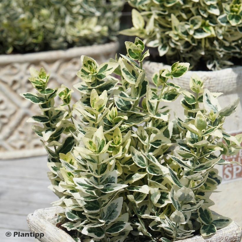 Spindelstrauch Dan's Delight - Euonymus fortunei (Plant habit)