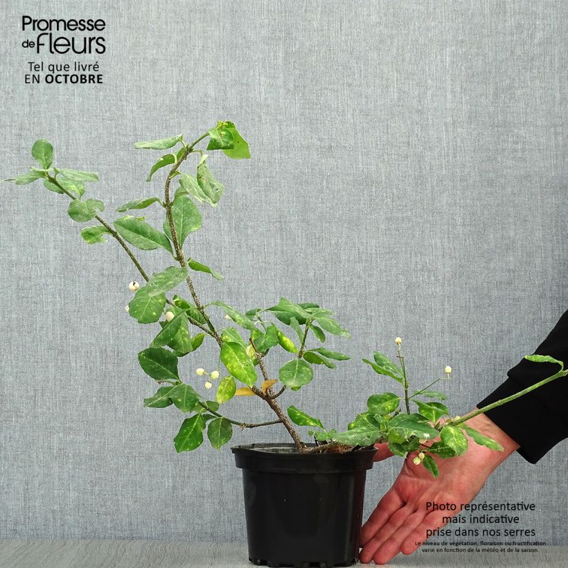 Example of Spindelstrauch Dart's Blanket - Euonymus fortunei Topf mit 2L/3L as you get in automne