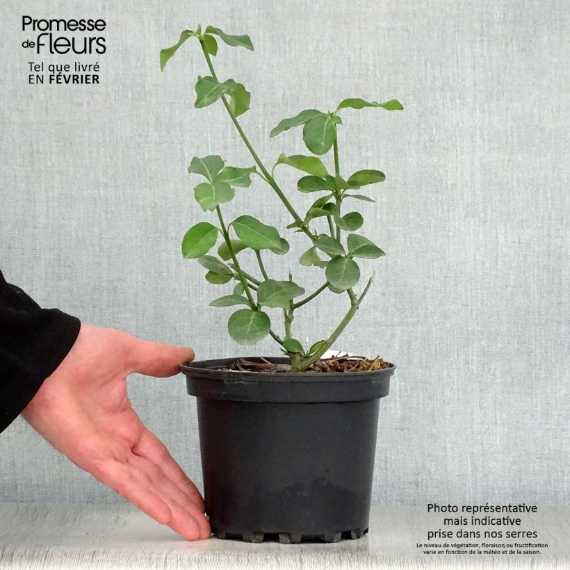 Exemplar von Spindelstrauch Dart's Blanket - Euonymus fortunei Topf mit 2L/3L wie im Winter geliefert