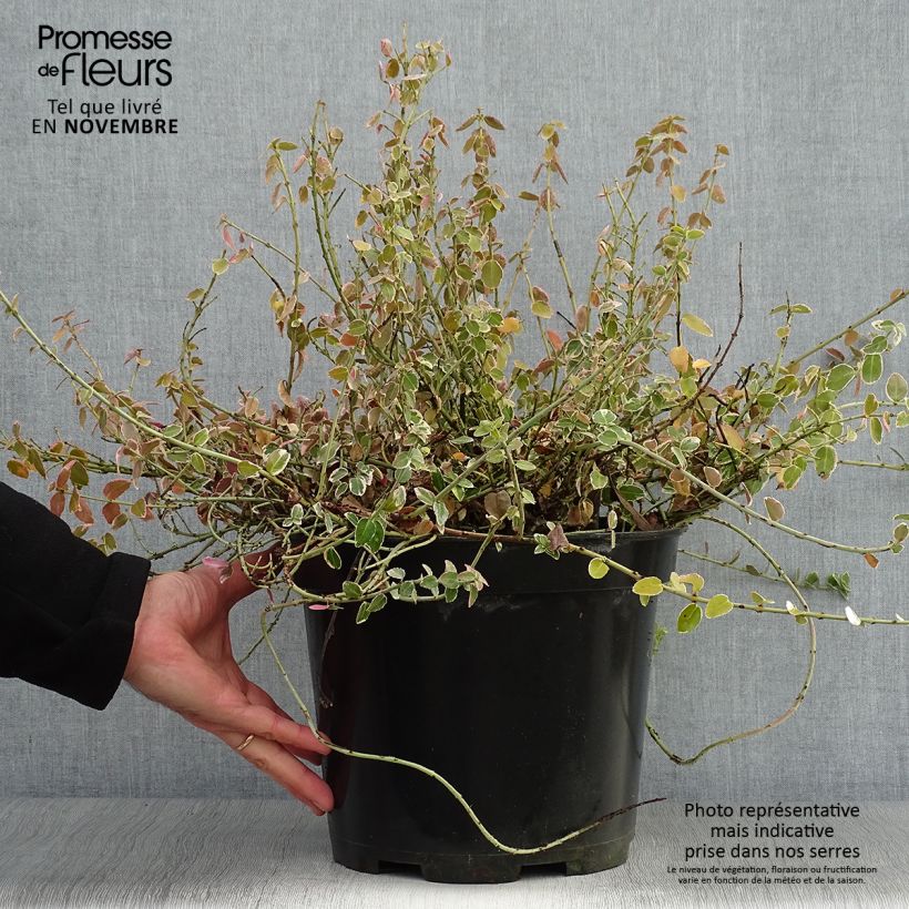 Example of Spindelstrauch Emerald Gaiety - Euonymus fortunei Topf mit 7,5L/10L as you get in automne