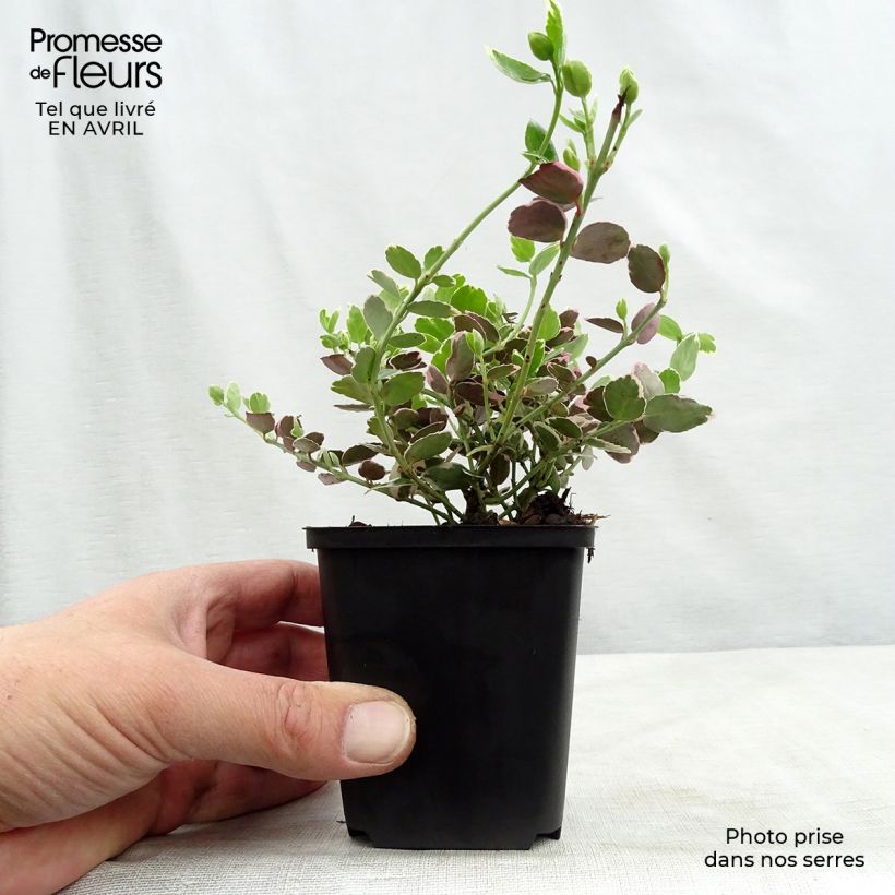 Exemplar von Spindelstrauch Emerald Gaiety - Euonymus fortunei Kleine Töpfe von 8/9 cm wie im Frühjahr geliefert