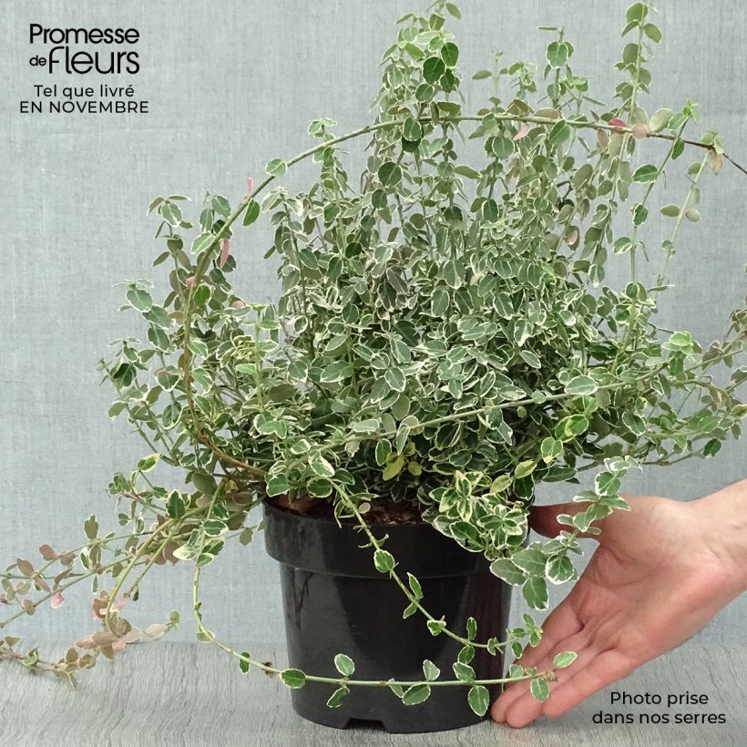 Example of Spindelstrauch Emerald Gaiety - Euonymus fortunei Topf mit 2L/3L as you get in automne