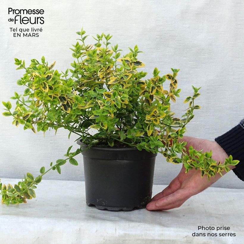 Exemplar von Spindelstrauch Emerald 'n gold - Euonymus fortunei Topf mit 2L/3L wie im Frühjahr geliefert