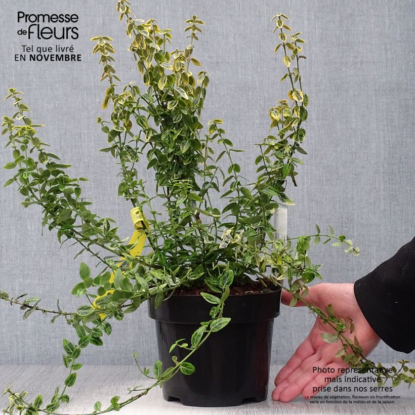 Example of Spindelstrauch Emerald 'n gold - Euonymus fortunei Topf mit 2L/3L as you get in automne