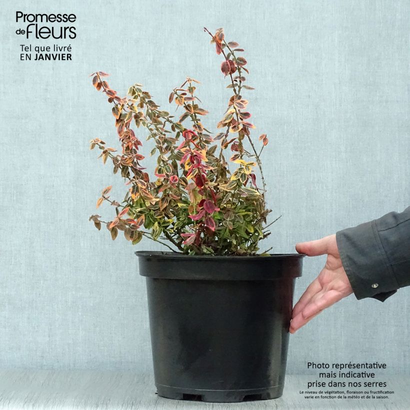 Exemplar von Spindelstrauch Emerald 'n gold - Euonymus fortunei Topf mit 4L/5L wie im Winter geliefert