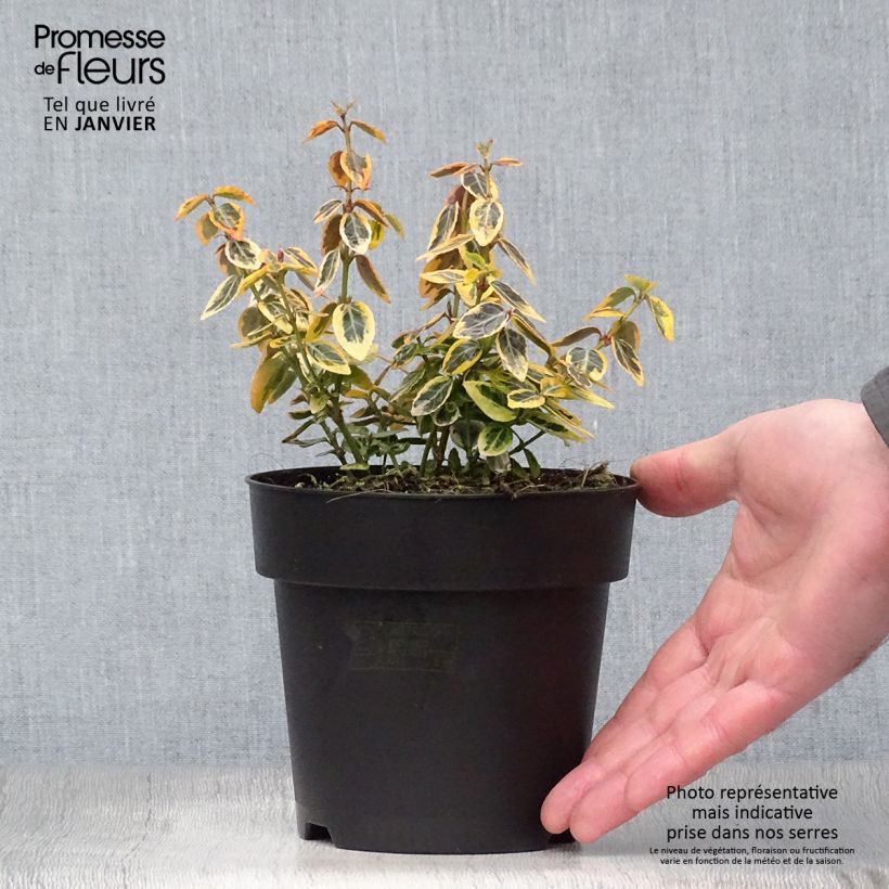 Exemplar von Spindelstrauch Emerald 'n gold - Euonymus fortunei Topf mit 1L/1,5L wie im Winter geliefert