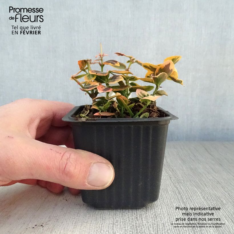Exemplar von Spindelstrauch Emerald 'n gold - Euonymus fortunei Kleine Töpfe von 8/9 cm wie im Winter geliefert