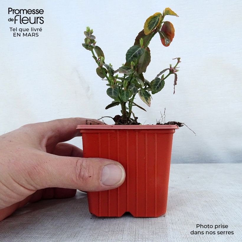 Exemplar von Spindelstrauch Emerald 'n gold - Euonymus fortunei Kleine Töpfe von 8/9 cm wie im Frühjahr geliefert