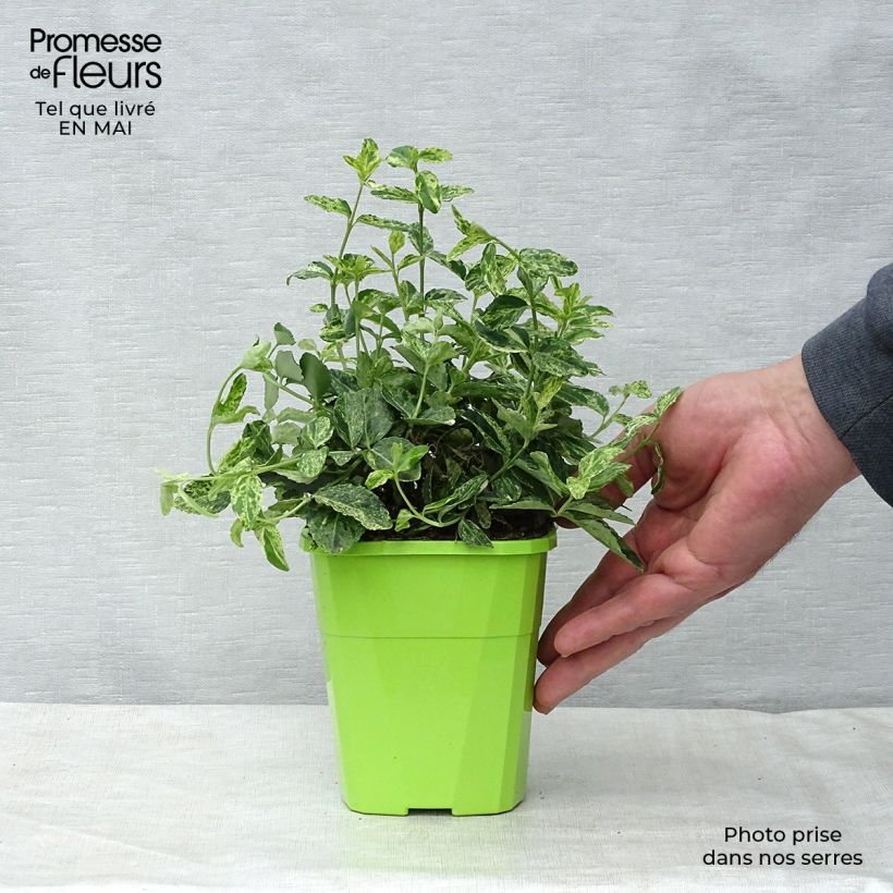 Example of Spindelstrauch Golden Harlequin - Euonymus fortunei Topf mit 1L/1,5L as you get in printemps