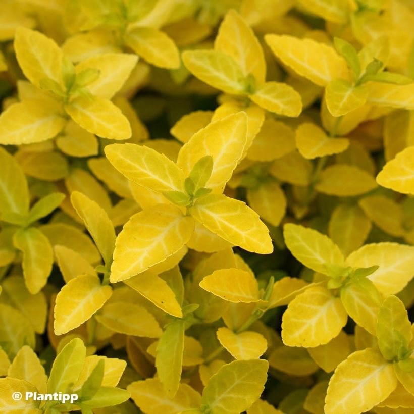 Spindelstrauch Goldy - Euonymus fortunei (Foliage)