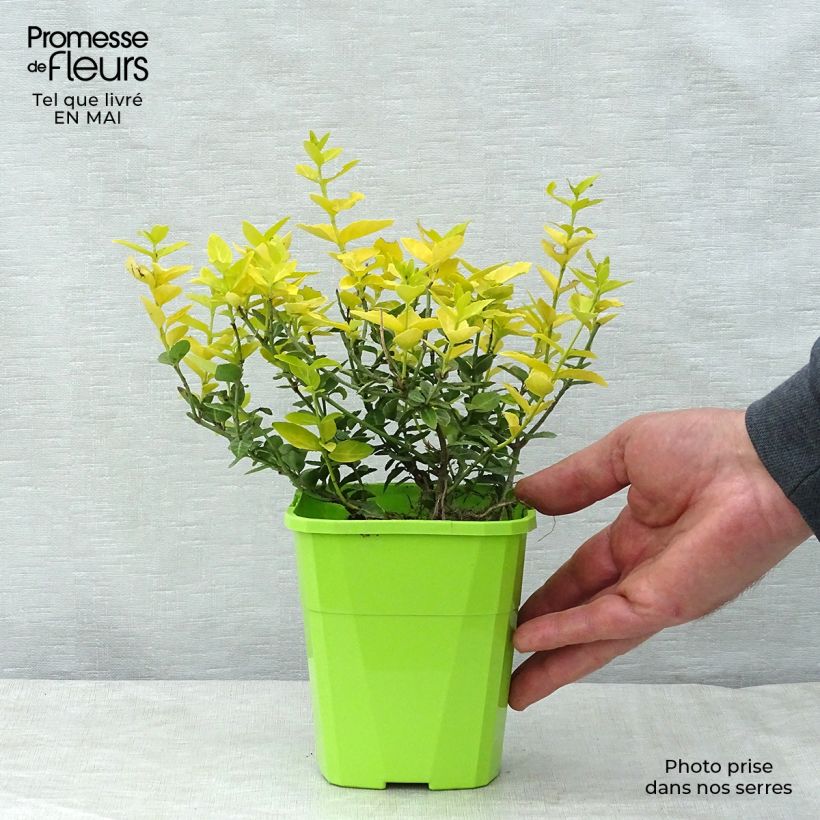 Example of Spindelstrauch Goldy - Euonymus fortunei Topf mit 3L/4L as you get in printemps