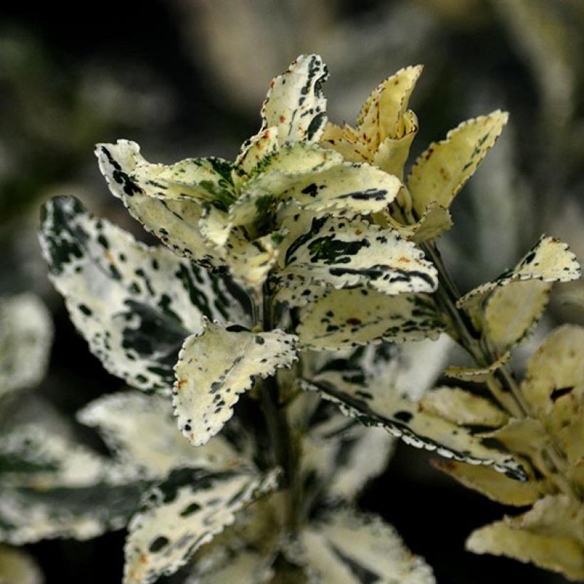 Spindelstrauch Harlequin - Euonymus fortunei (Foliage)