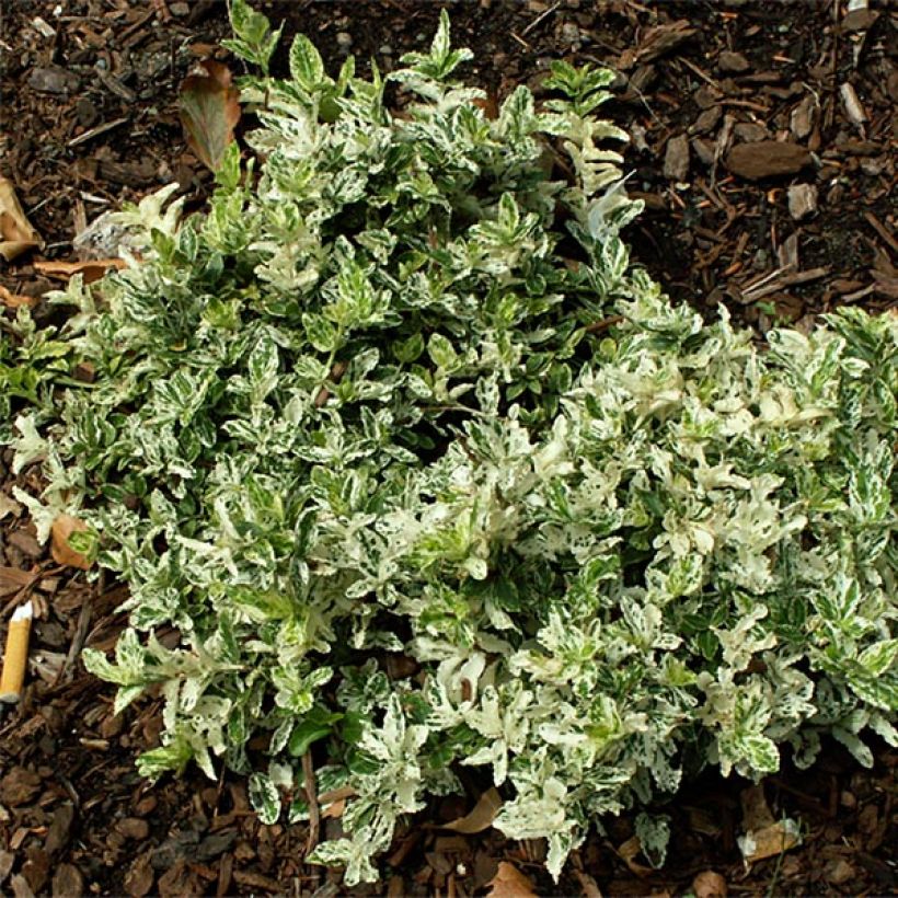 Spindelstrauch Harlequin - Euonymus fortunei (Plant habit)