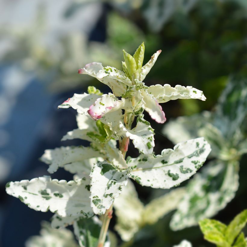 Spindelstrauch Harlequin - Euonymus fortunei (Laub)