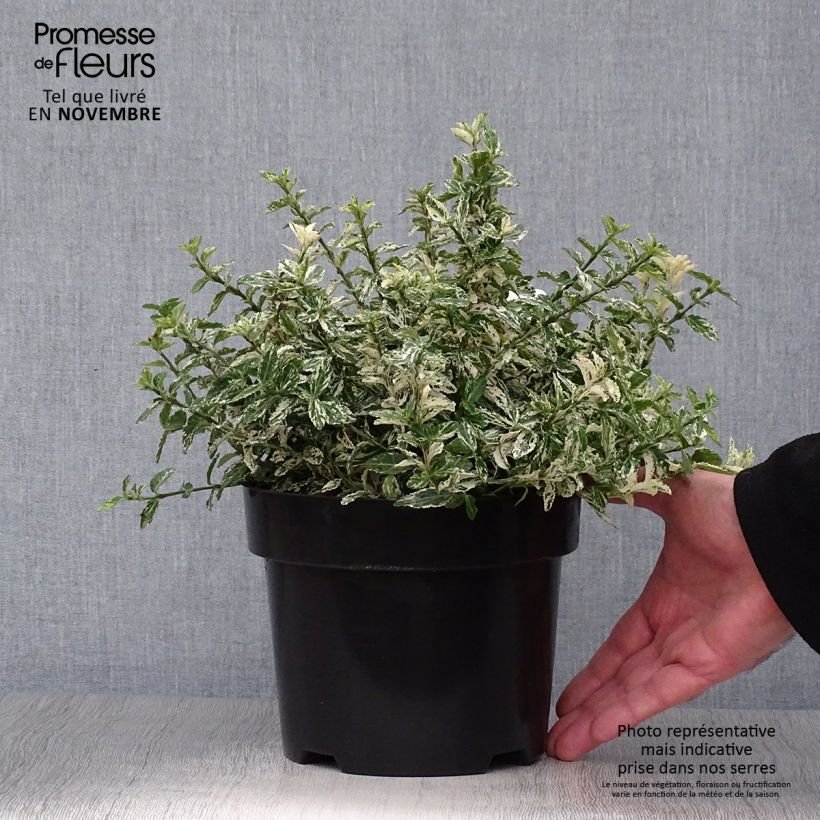 Example of Spindelstrauch Harlequin - Euonymus fortunei Topf mit 2L/3L as you get in automne