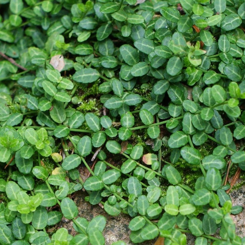 Spindelstrauch Minimus - Euonymus fortunei (Foliage)