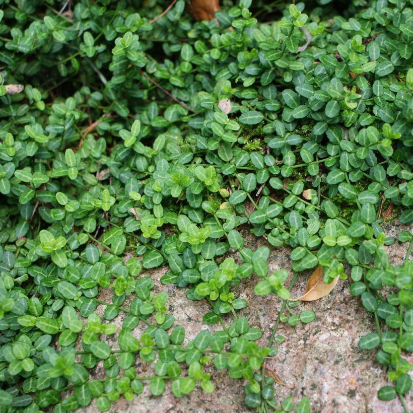 Spindelstrauch Minimus - Euonymus fortunei (Plant habit)