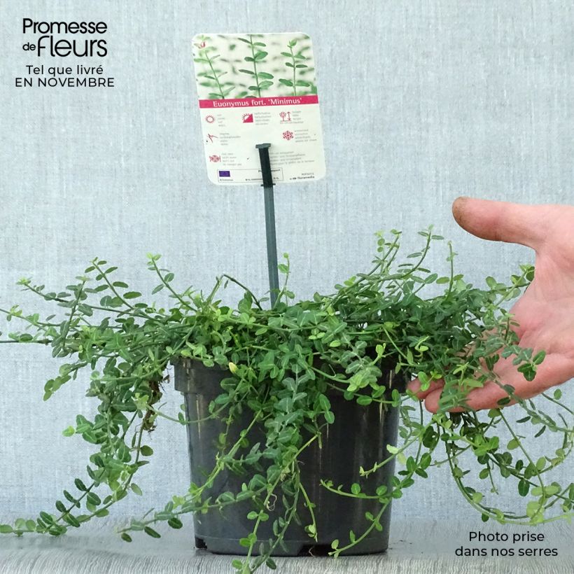 Example of Spindelstrauch Minimus - Euonymus fortunei Topf mit 2L/3L as you get in automne