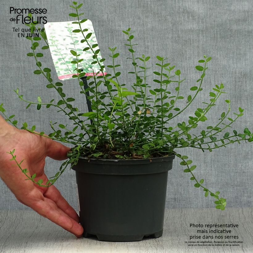 Exemplar von Spindelstrauch Minimus - Euonymus fortunei Topf mit 2L/3L wie im Sommer geliefert