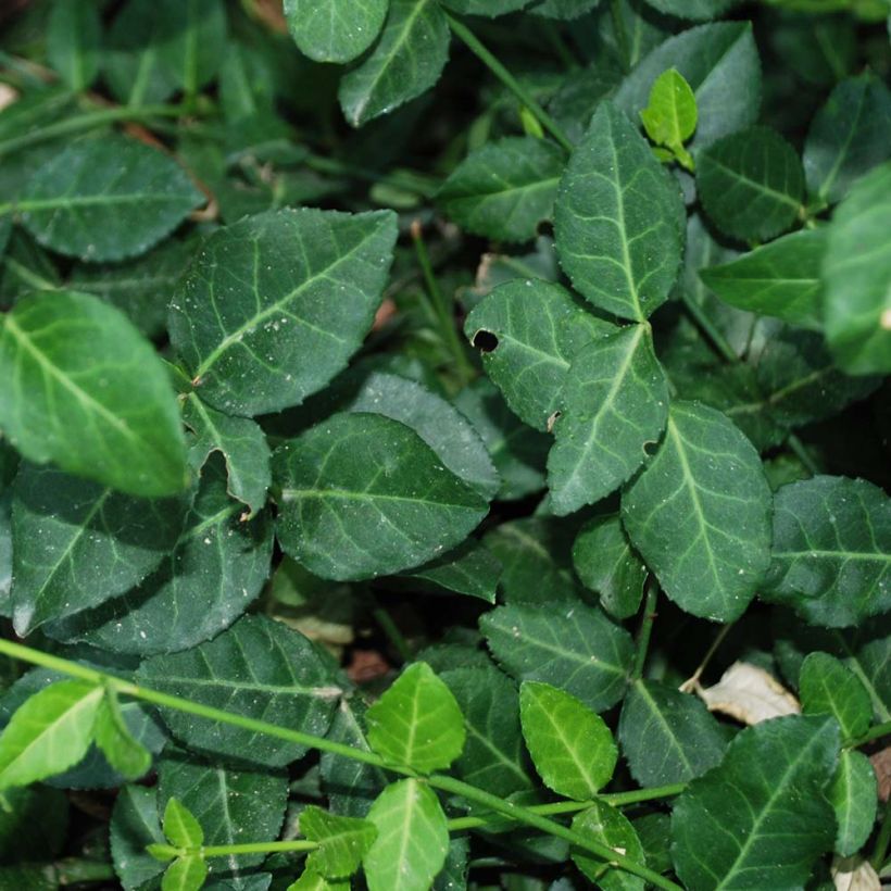 Spindelstrauch Radicans - Euonymus fortunei (Foliage)
