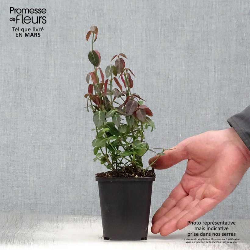 Exemplar von Spindelstrauch Radicans - Euonymus fortunei Kleine Töpfe von 8/9 cm wie im Frühjahr geliefert