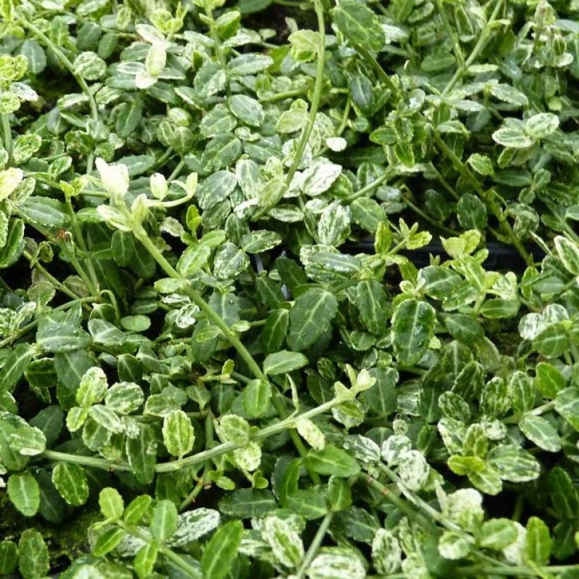Spindelstrauch Silverstone - Euonymus fortunei (Foliage)