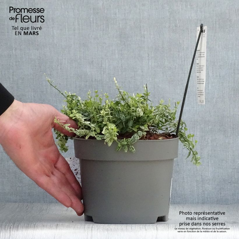 Exemplar von Spindelstrauch Silverstone - Euonymus fortunei Topf mit 2L/3L wie im Frühjahr geliefert