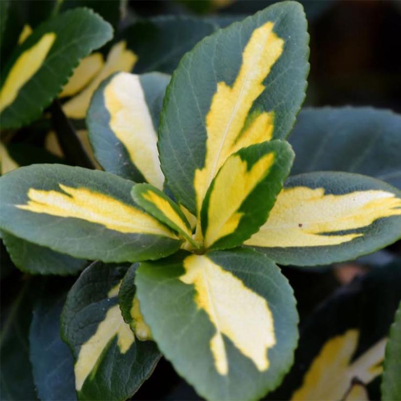 Spindelstrauch Sunspot - Euonymus fortunei (Foliage)