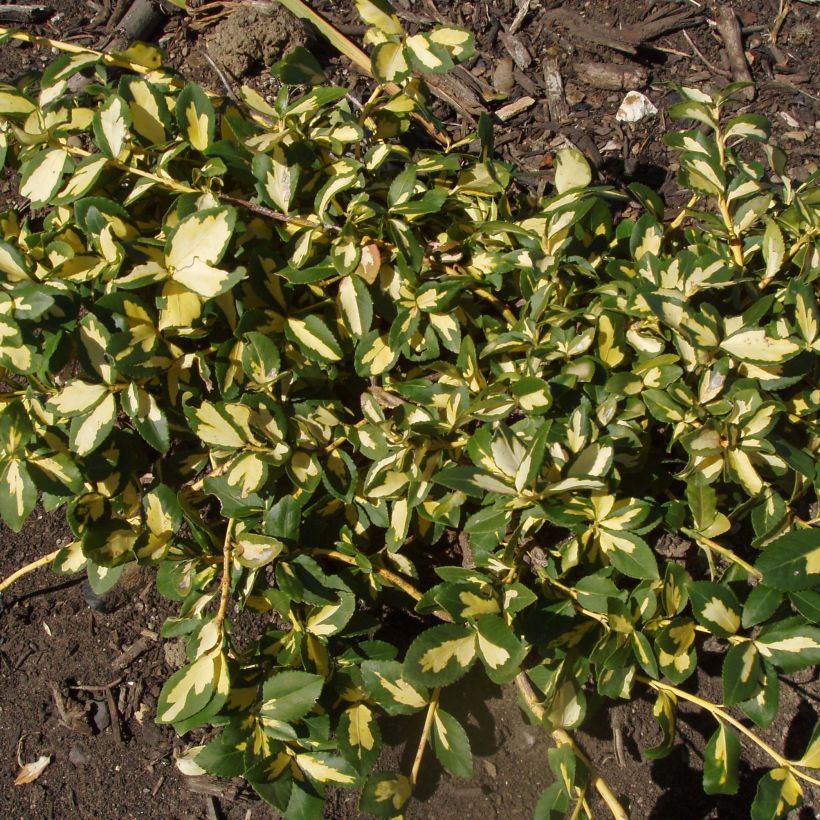 Spindelstrauch Sunspot - Euonymus fortunei (Plant habit)
