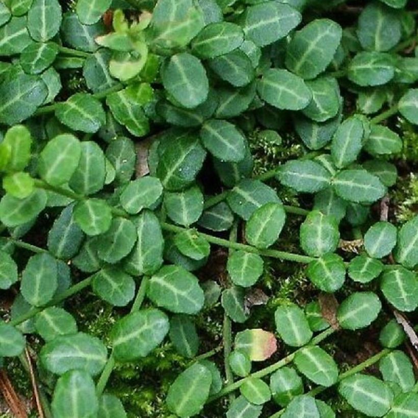 Spindelstrauch Tustin - Euonymus fortunei (Foliage)