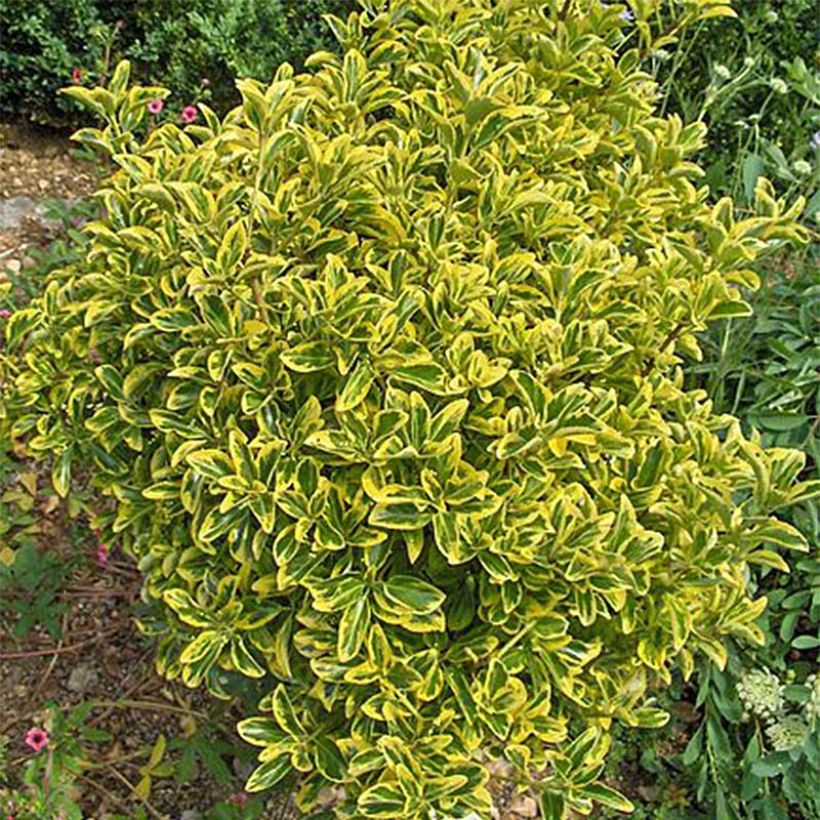 Japanischer Spindelstrauch Aureomarginatus - Euonymus japonicus (Plant habit)