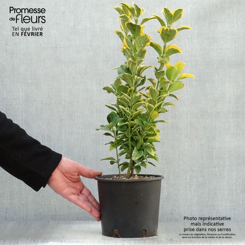 Exemplar von Japanischer Spindelstrauch Aureomarginatus - Euonymus japonicus Topf mit 2L/3L wie im Winter geliefert