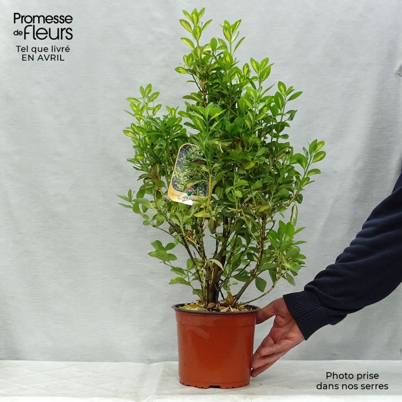 Exemplar von Japanischer Spindelstrauch Aureus - Euonymus japonicus Topf mit 2L/3L wie im Frühjahr geliefert