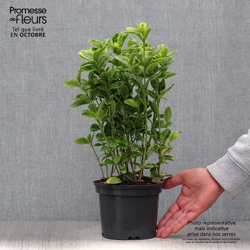 Example of Japanischer Spindelstrauch Aureus - Euonymus japonicus Topf mit 2L/3L as you get in automne