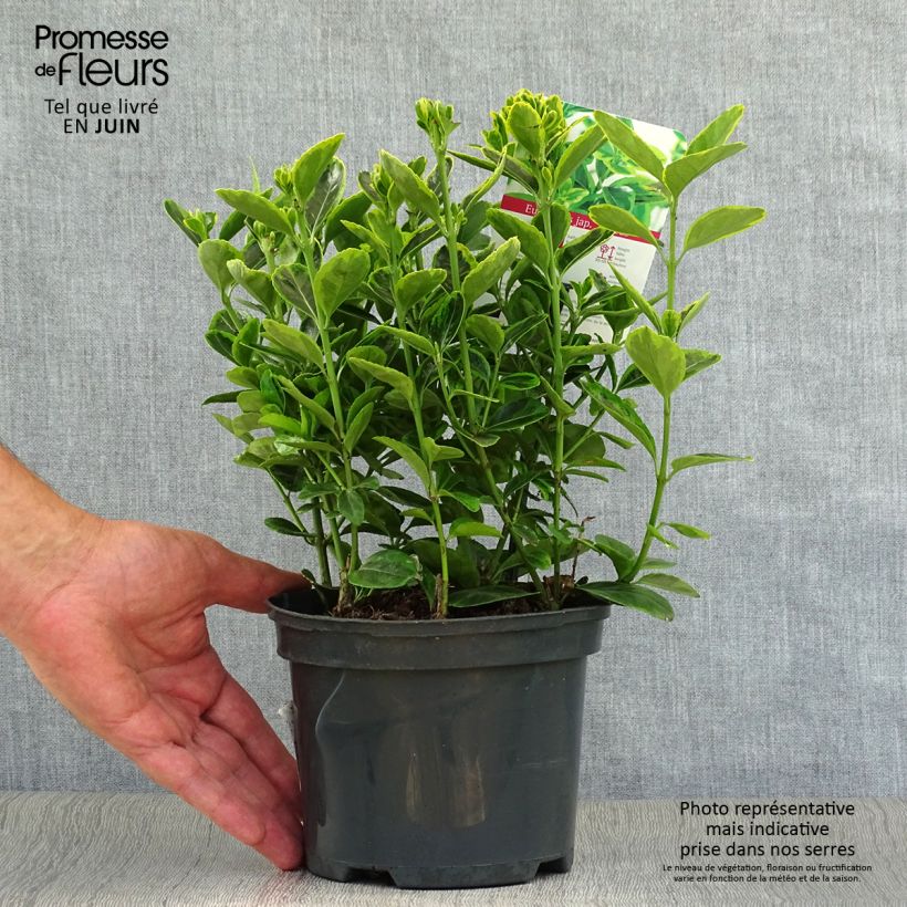 Exemplar von Japanischer Spindelstrauch Aureus - Euonymus japonicus Topf mit 2L/3L wie im Sommer geliefert
