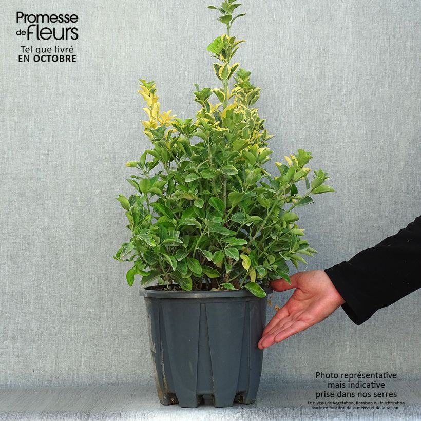 Example of Japanischer Spindelstrauch Aureus - Euonymus japonicus Topf mit 7,5L/10L as you get in automne