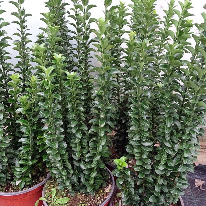 Japanischer Spindelstrauch Benkomasaki - Euonymus japonicus (Plant habit)